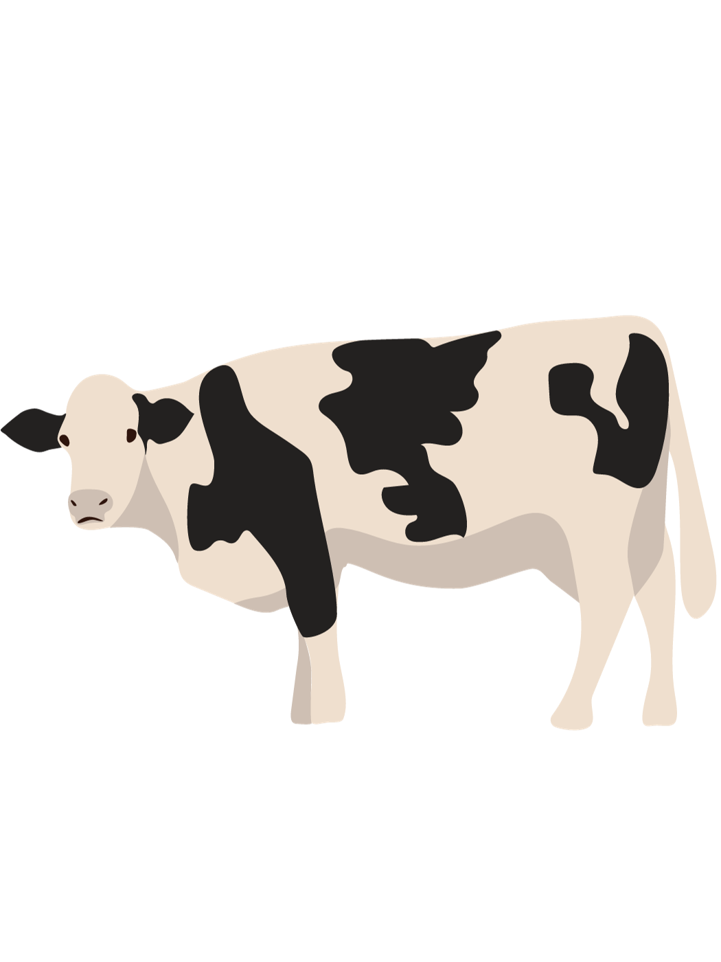 Vache